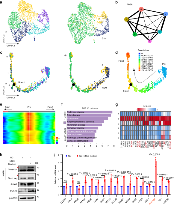 ANKRD1 sustains a neurogenic BMSC niche and counters cognitive aging