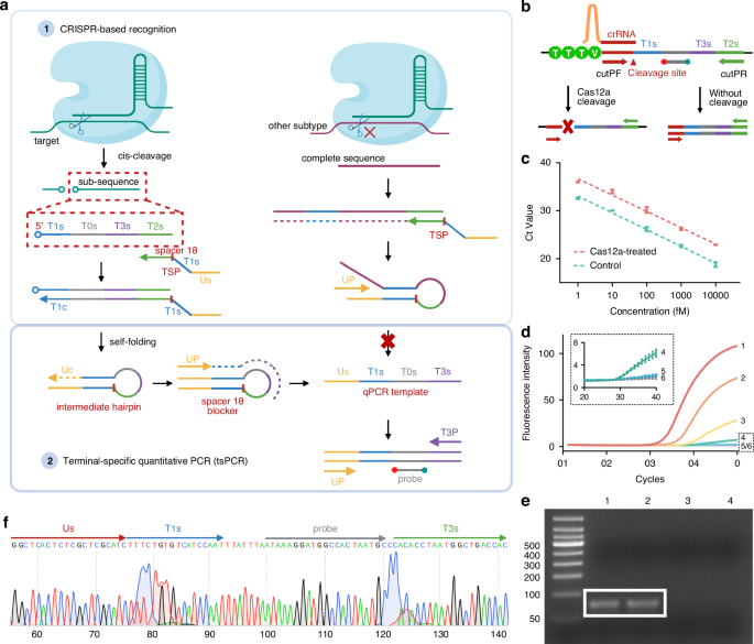 One-pot CRISPR-based point of care platform for rapid, specific and sensitive detection of HPV 16 without pre-amplification