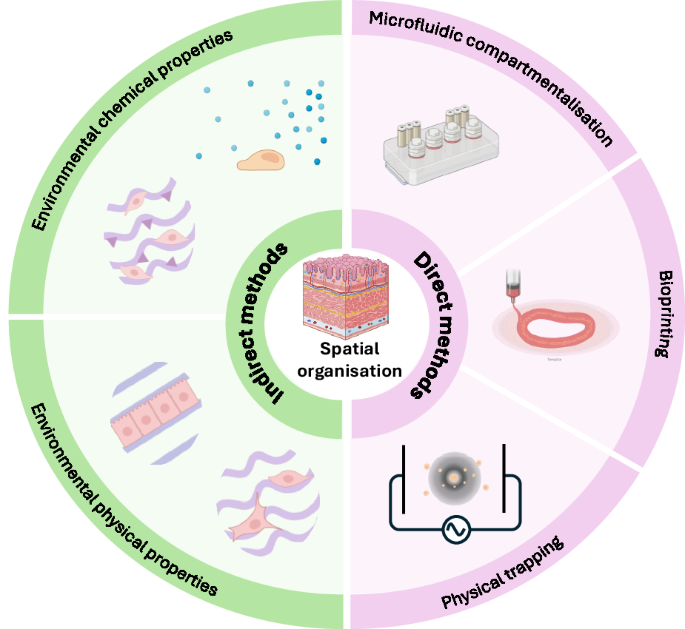 Strategies to control cellular spatial organization in microphysiological systems