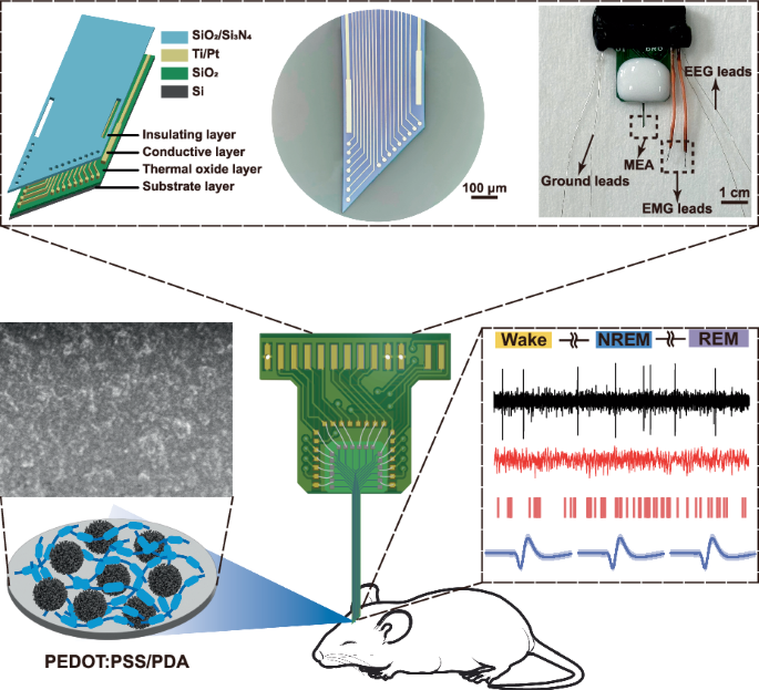 Highly mechanically stable PEDOT:PSS/PDA-modified microelectrode arrays reveal state-specific dynamic neural activity across sleep-wake