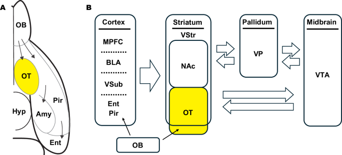 Rethinking the “olfactory” tubercle: a hedonic hotspot within ventral striatum
