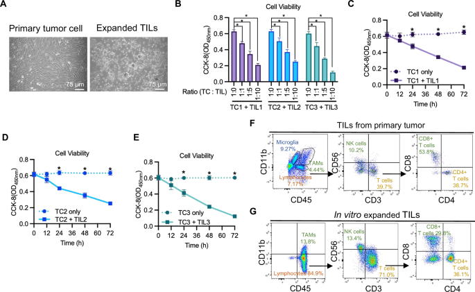 GITR activation potentiates anti-tumor immunity of tumor-infiltrating lymphocytes expanded from glioblastoma by rescuing exhaustion