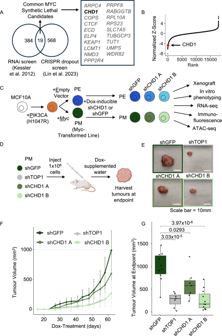 CHD1 is a synthetic lethal vulnerability in MYC-driven breast cancer