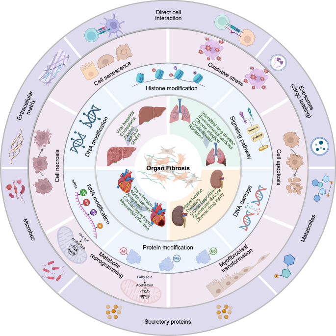 Decoding organ fibrosis: mechanistic insights and emerging therapeutic strategies