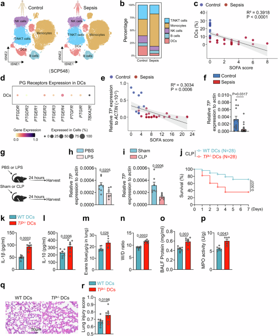 Thromboxane receptor activation in dendritic cells mitigates sepsis by suppressing S100a8/a9-mediated neutrophil recruitment