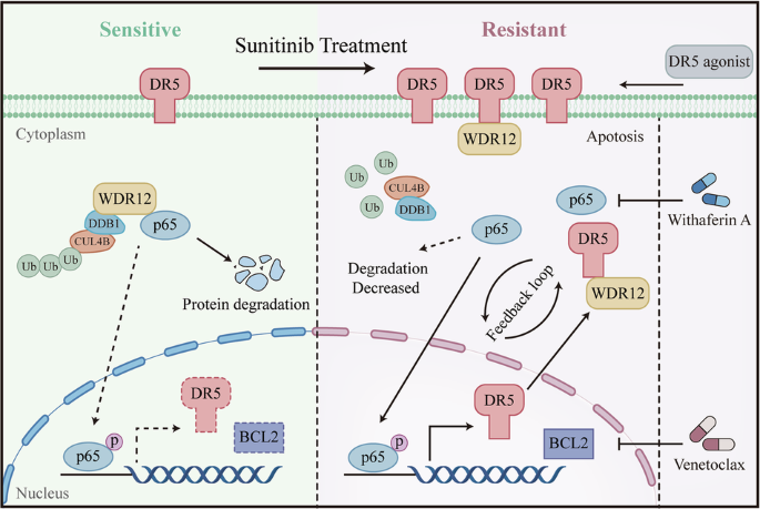 DR5/WDR12 balances p65 stability promoting sunitinib resistance in renal cell carcinoma