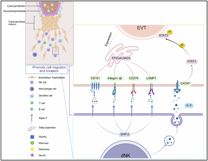 Deficient extravillous trophoblast invasion caused by impaired sialylation–Siglec-7 interaction contributes to recurrent pregnancy loss