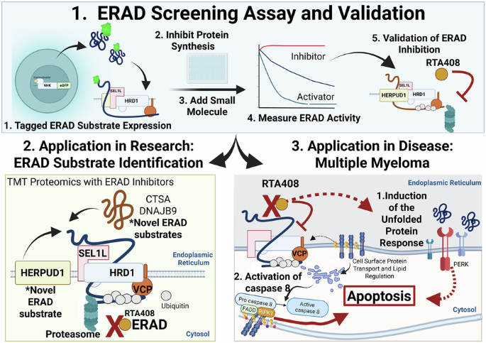 Small molecule screening identifies cytotoxic endoplasmic reticulum-associated degradation inhibitors in multiple myeloma