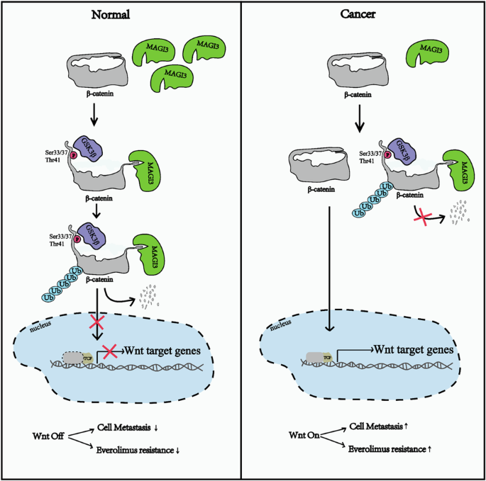 MAGI3 deficiency unleashes β-catenin conformational change to drive metastatic progression and mTOR inhibitor resistance in ccRCC