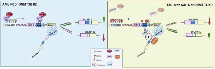 Dynamic epigenetic regulation of BCLAF1 splicing in acute myeloid leukemia