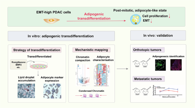 Adipogenic transdifferentiation reprograms EMT-high PDAC cells into a post-mitotic adipocyte-like state and limits metastasis