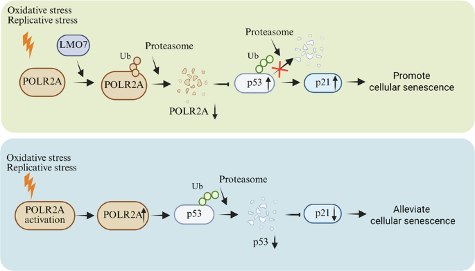 LMO7-mediated POLR2A degradation promotes cellular senescence through the MDM4/p53/p21 axis
