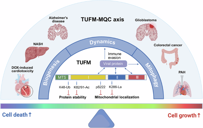 TUFM: a central regulator in mitochondrial quality control and beyond