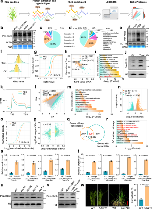 Lysine β-hydroxybutyrylation as a drought-responsive epigenetic mark in rice