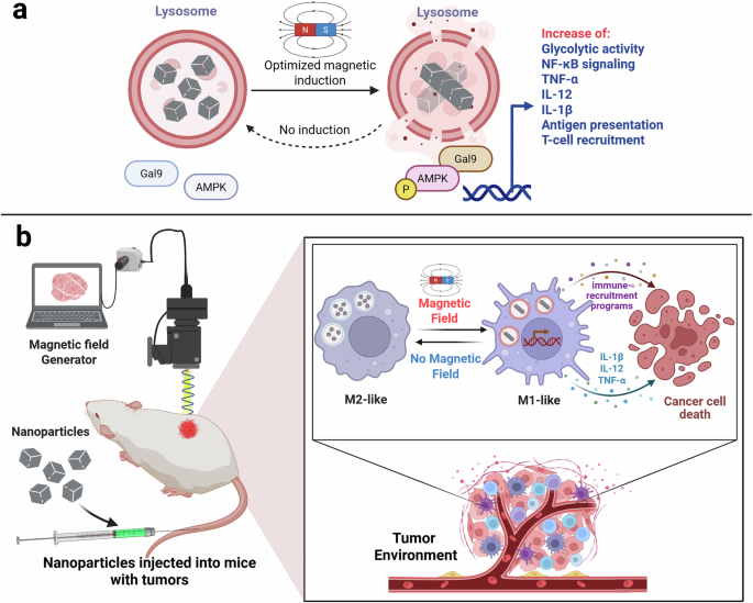 Lysosomal magneto-mechanics rewire immunity | Cell Research