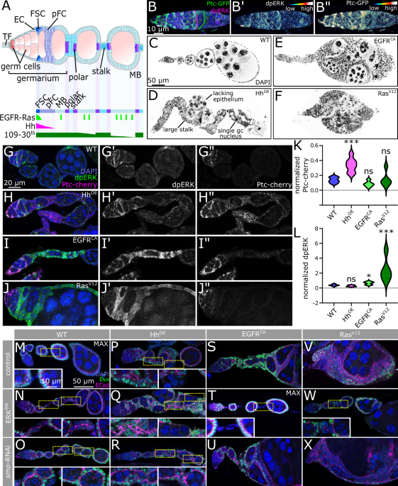 Hh and EGFR-Ras signaling promote distinct steps of tumor progression in the Drosophila follicle epithelium