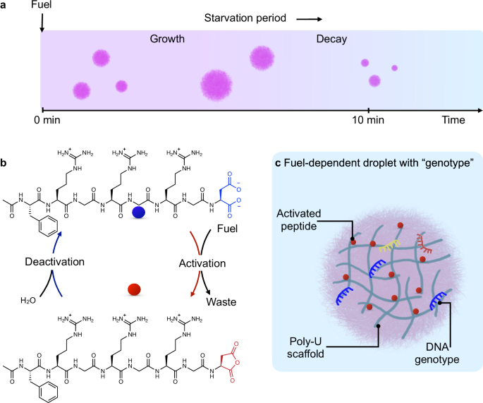 DNA affects the phenotype of fuel-dependent coacervate droplets