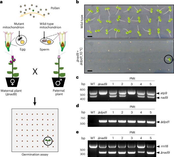 High-frequency biparental inheritance of plant mitochondria upon chilling stress and loss of a genome-degrading nuclease