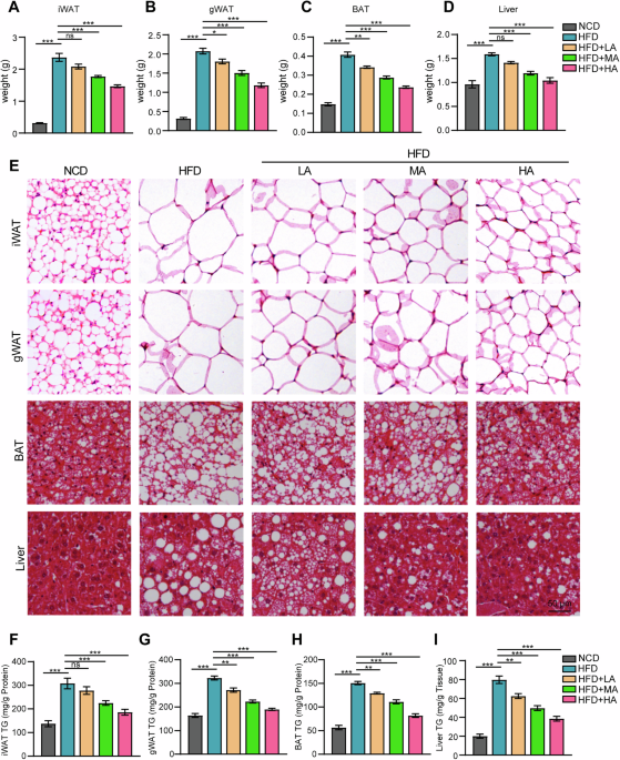 Author Correction: The Artemisia argyi oil reduces high-fat diet-induced obesity by enhancing thermogenesis in brown adipose tissue