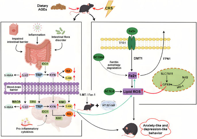Dietary advanced glycation products combined with chronic restraint stress induced anxiety-like and depression-like behaviors in male mice