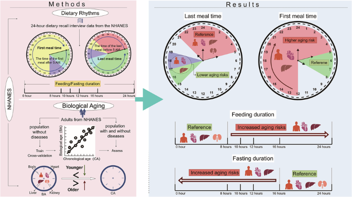Dietary rhythms and biological aging risk across multiple organs