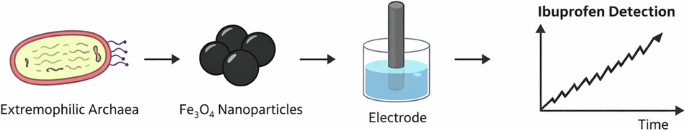 Haloalkaliphilic archaea-mediated green synthesis of superparamagnetic Fe₃O₄ nanoparticles for electrochemical detection of ibuprofen in saline environments