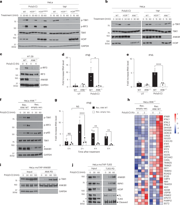 Lysine-11 ubiquitination drives type-I/III interferon induction by cGAS–STING and Toll-like receptors 3 and 4