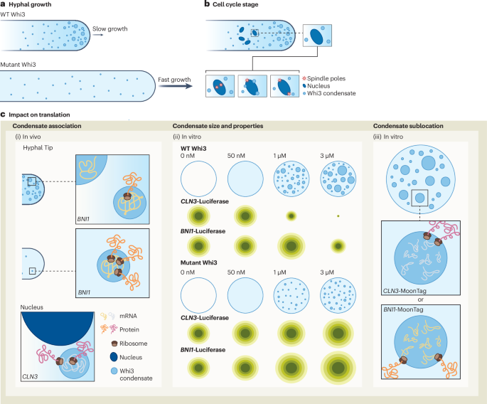 How condensates tune syncytial translation