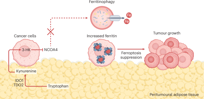 Fat bolsters tumours against ferroptosis