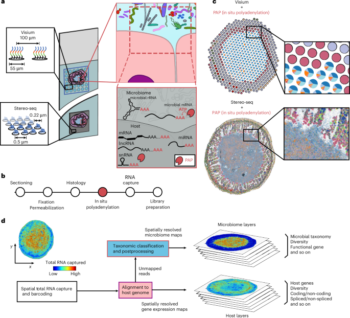 Spatial transcriptomics maps host–gut microbiome biogeography at high resolution