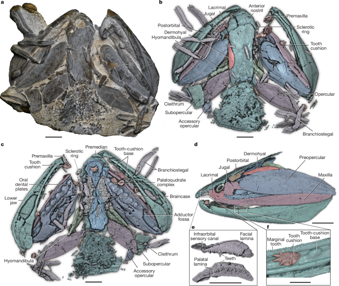 Largest Silurian fish illuminates the origin of osteichthyan characters
