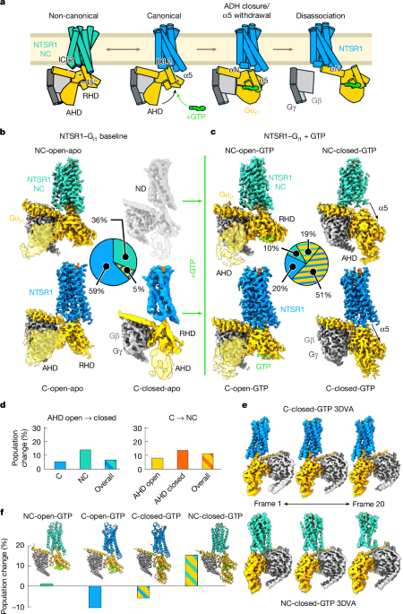 Snapshots of the dynamic basis of NTSR1 G protein subtype promiscuity