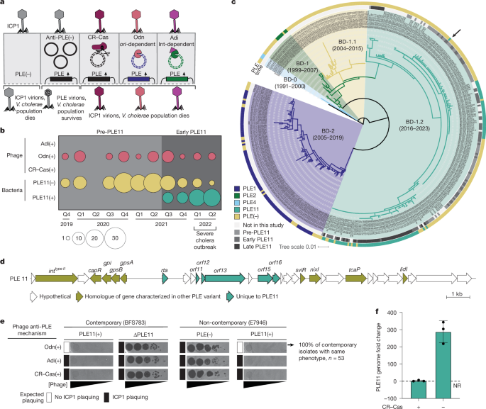 Capturing dynamic phage–pathogen coevolution by clinical surveillance