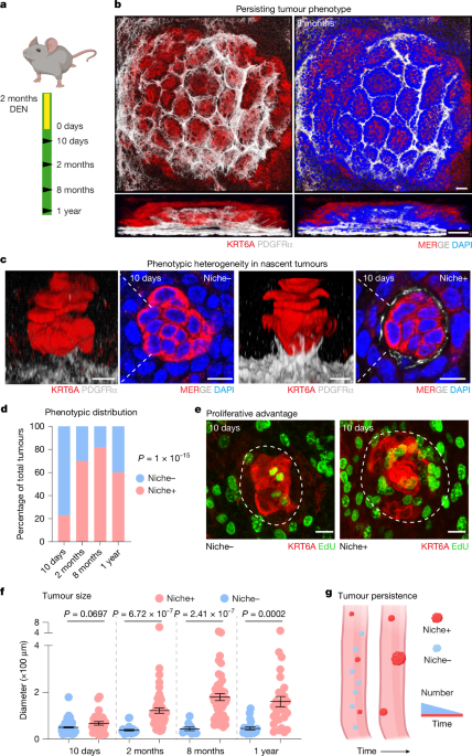 Precancerous niche remodelling dictates nascent tumour persistence