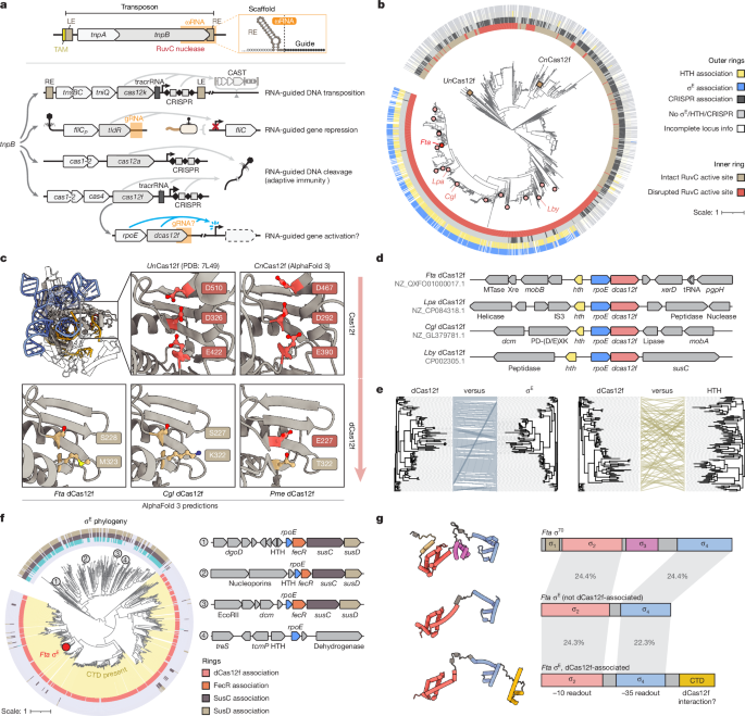 Exapted CRISPR–Cas12f homologues drive RNA-guided transcription