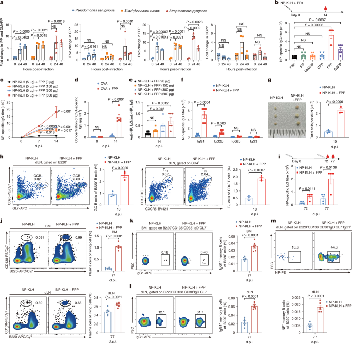 A metabolic alarmin from keratinocytes potentiates systemic humoral immunity