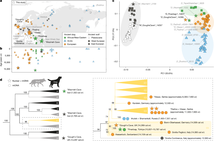 Dogs were widely distributed across western Eurasia during the Palaeolithic