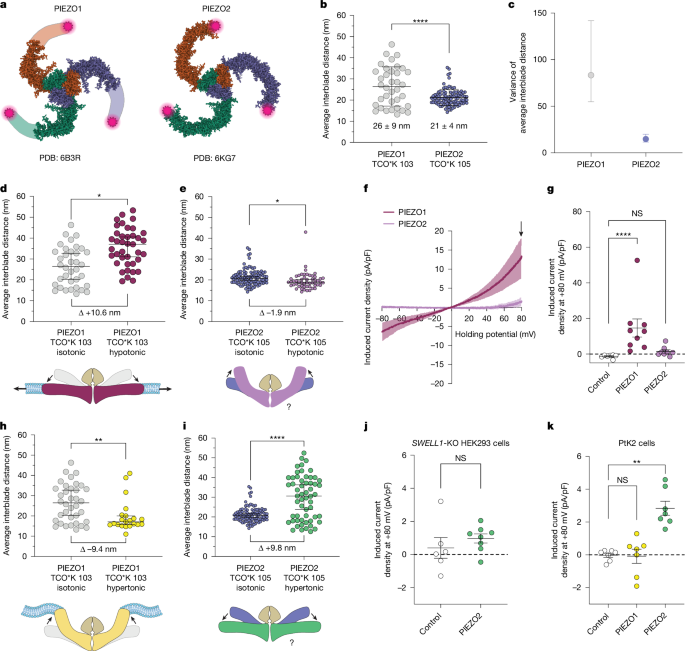 The molecular basis of force selectivity by PIEZO2