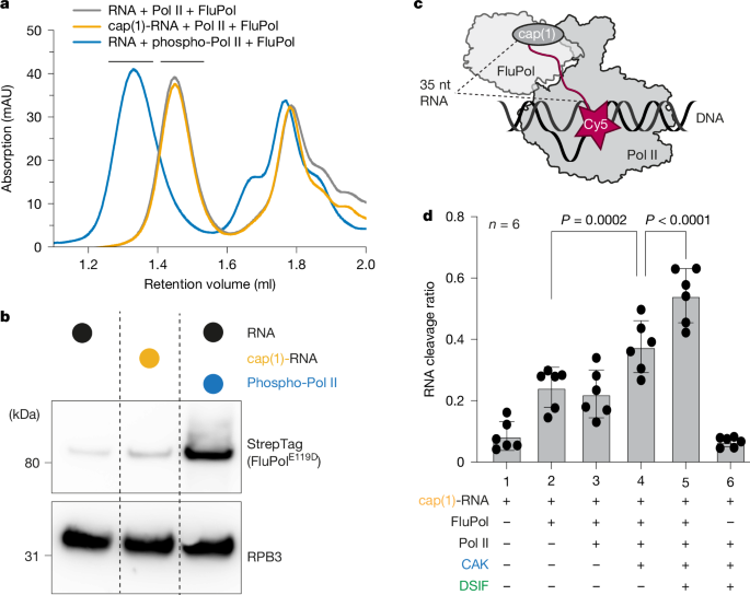 Mechanism of co-transcriptional cap snatching by influenza polymerase
