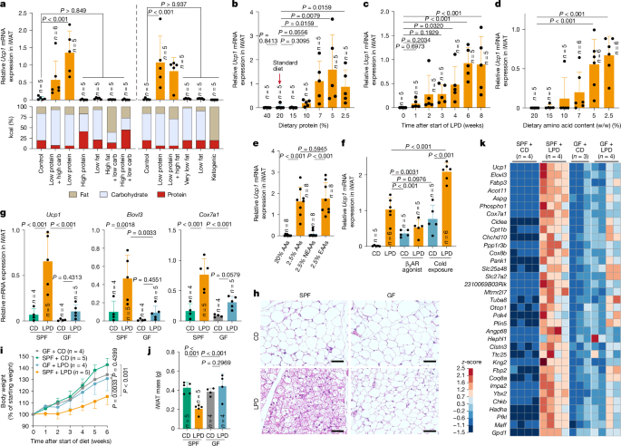 Microbiota-mediated induction of beige adipocytes in response to dietary cues