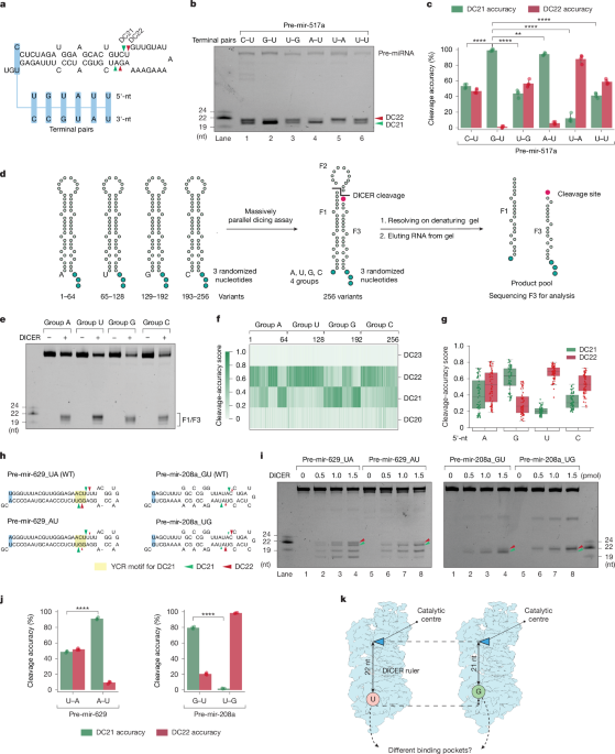 DICER cleavage fidelity is governed by 5′-end binding pockets