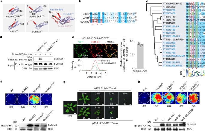 Assembly of helper NLR resistosome clusters upon activation of a coiled-coil NLR