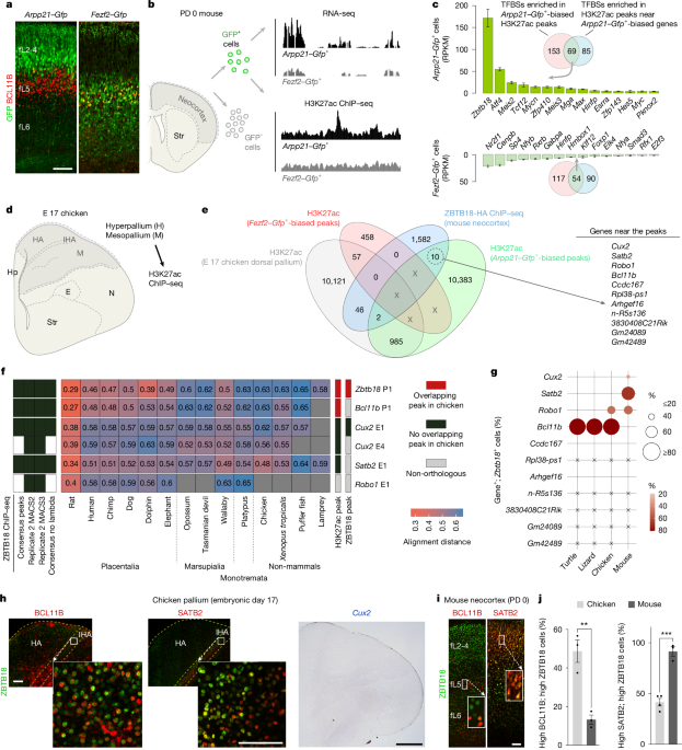 Adaptive evolution of gene regulatory networks in mammalian neocortex
