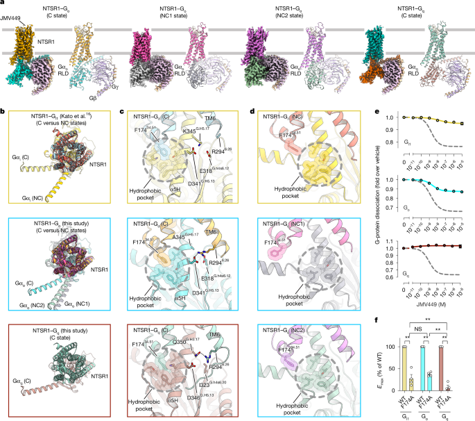The dynamic basis of G-protein recognition and activation by a GPCR
