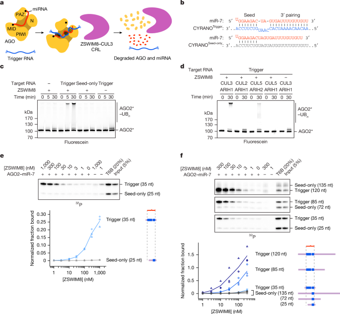 The E3 ubiquitin ligase mechanism specifying targeted microRNA degradation