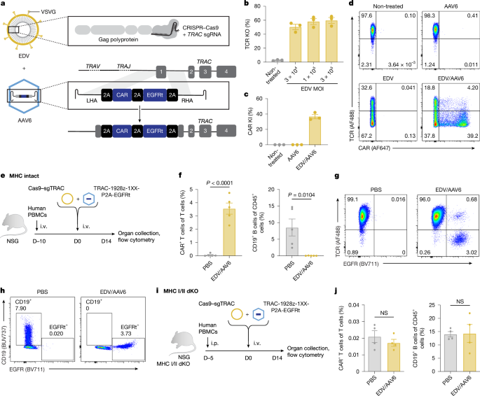 In vivo site-specific engineering to reprogram T cells