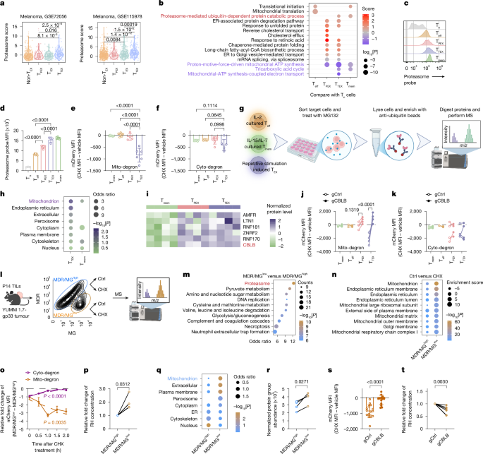 Proteasome-guided haem signalling axis contributes to T cell exhaustion
