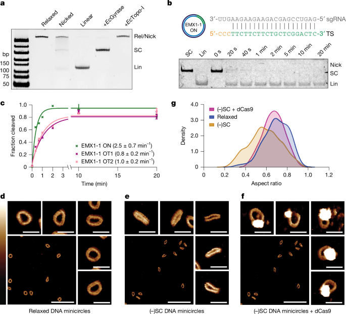 Structural basis of supercoiling-induced CRISPR–Cas9 off-target activity