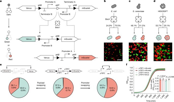 Synthetic circuits for cell ratio control