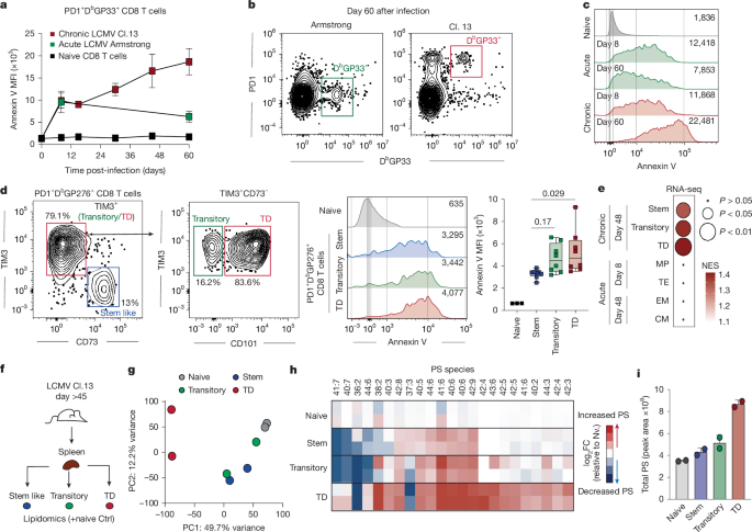 Exposed phosphatidylserine is an inhibitory molecule in T cell exhaustion